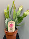 Επίφυλλο Epiphyllum From Volker