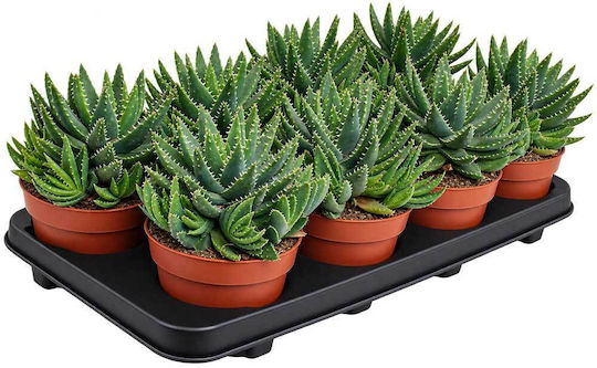 Green Leaf Aloe Brevifolia 12cm