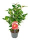 Camellia 'dr King' Premium 15cm