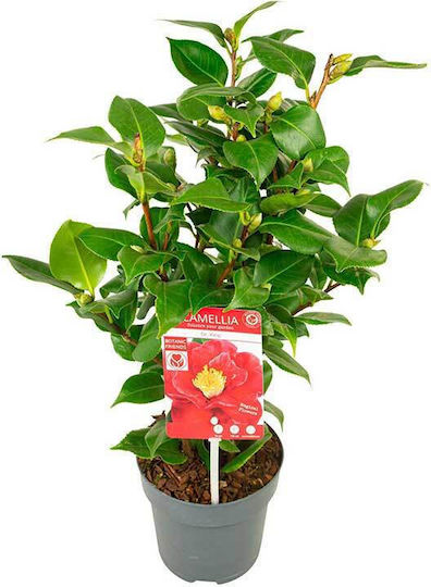 Camellia 'dr King' Premium 15cm