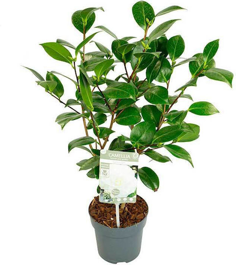 Camellia 'nuccio's Gem' 15cm