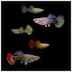 Guppy Mix Femelă 1,5-2 cm