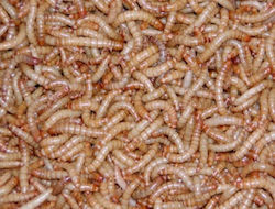 Mealworms 100 Ml