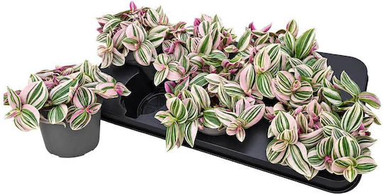 Tradescantia 'pink Hill' 12cm