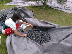 Olive Sail 7x14m with 95g/m² Density E-4764