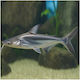Pangasius Sutchi 7-8cm