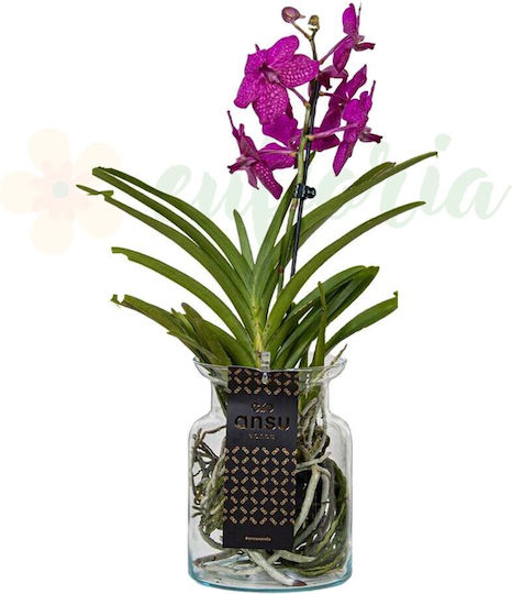 Orhidee Vanda în Vazǎ de Sticlă Ø14cm Flori Magenta