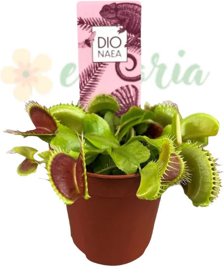 Dionaea Muscipula Ø8.5 Cm