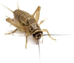 Domesticus Crickets Size 6 Box Ca 60 Pcs