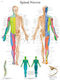 Anatomiekarte der Spinalnerven