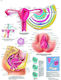 Anatomiekarte der weiblichen Geschlechtsorgane