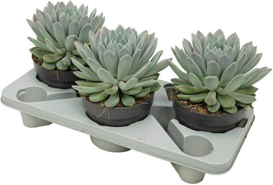 Pachyphytum Draco Ύψους 25εκ.