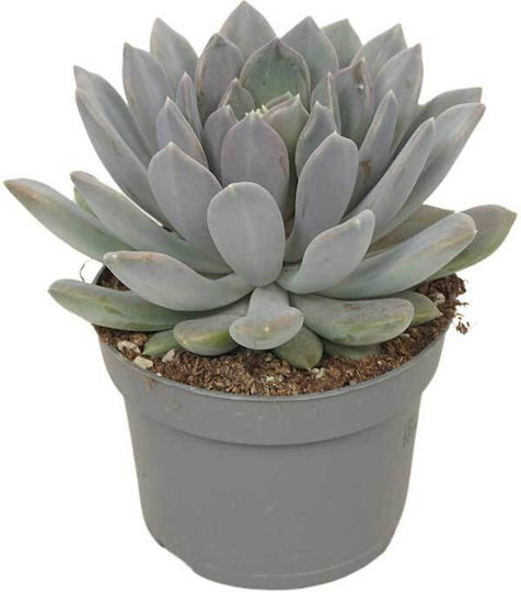 Pachyphytum Draco Ύψους 15εκ.