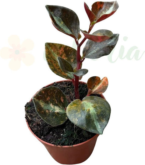 Peperomia 'crème Brûlée' – 8 Cm Diameter