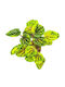 Peperomia ‘Candora Monet’ – Ø 9 cm