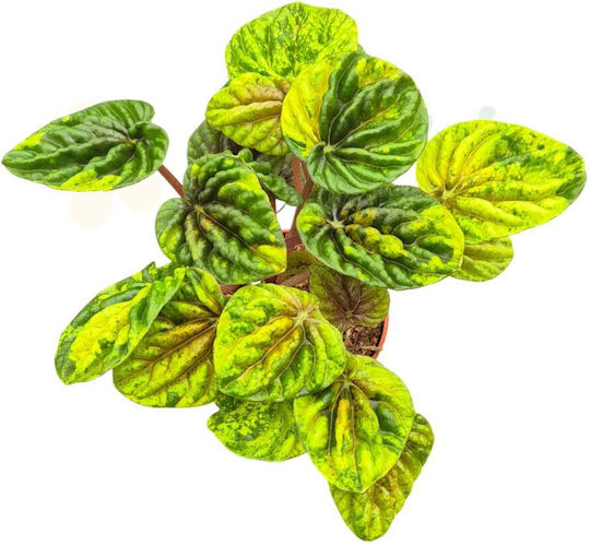Peperomia ‘Candora Monet’ – Ø 9 cm