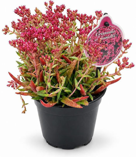 Κράσουλα Σμίντι Βαθυ Ροζ Crassula Exilis Schmidtii Dark Pink 12x20εκ Milvaflowers Κράσουλα Σμίντι Βαθυ Ροζ Crassula Exilis Schmidtii Dark Pink 12x20εκ Milvaflowers