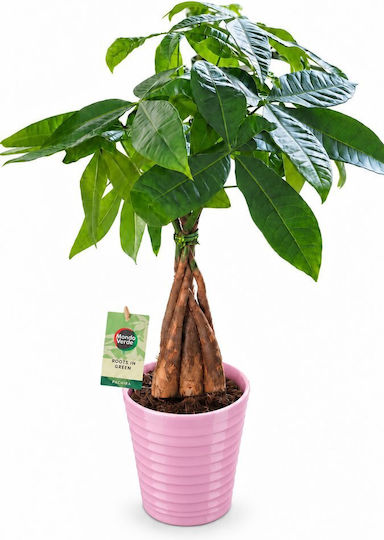 Pachira Roz în Ghiveci Ceramic H 40 cm L 13 cm MilvaFlowers