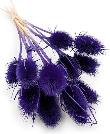 Dried Oset Szczeć Blue