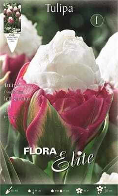 Flora Elite Луковици за лалета 5 бр.