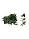 JK Home Décor Бръшлян в Саксия 20 cm 3 Модела