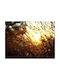 Golden Sunlight Poster Pst25121 50cm X 70cm Premium Black Wooden Frame-60570pd122353f55323