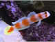 Amblyeleotris Aurora M