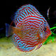 Symphysodon Aequifasciatus Red Turquoise 12 5-14cm