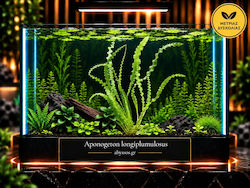 Aponogeton Longiplumulosus Bulb