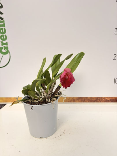 Cattleya Red Passion Αρωματικη