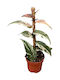 Φίκος Ficus Sagittata Variegata Pink