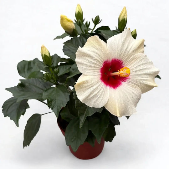 Ιβίσκος Hibiscus Rosa Sinensis Adonicus White Ιβίσκος Hibiscus Rosa Sinensis Adonicus White