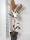 Μαγνόλια Magnolia Grandiflora Αρωματικη