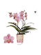 Phalaenopsis Multiflora Treviso Mineral Treviso 2 Tulpini