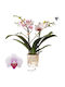 Phalaenopsis Mutliflora Safe Haven Mineral Gibraltar 2 Stems