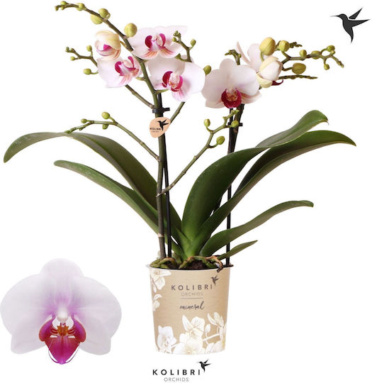 Phalaenopsis Mutliflora Safe Haven Mineral Gibraltar 2 Stems