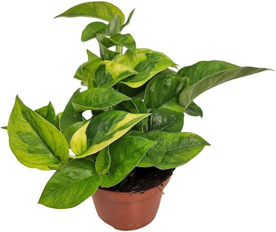 Epipremnum ‘lemon Joy’ 11cm Epipremnum ‘lemon Joy’ 11cm
