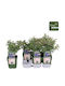Vaccinium 'sunshine Blue' 13cm