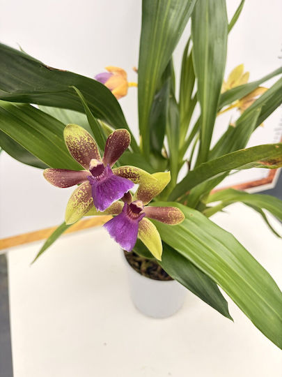 Zygopetalum 5+βud Louisendorf Rare Αρωματικη