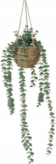 Eukalyptus im Topf 78 cm Boltze Eukalyptus im Topf 78 cm Boltze