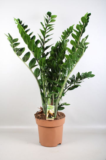 Замия Zamioculcas Zamiifolia 10+ XXL