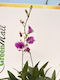 Dendrobium Sa-nook Purple White Magic 3 Stems Premium