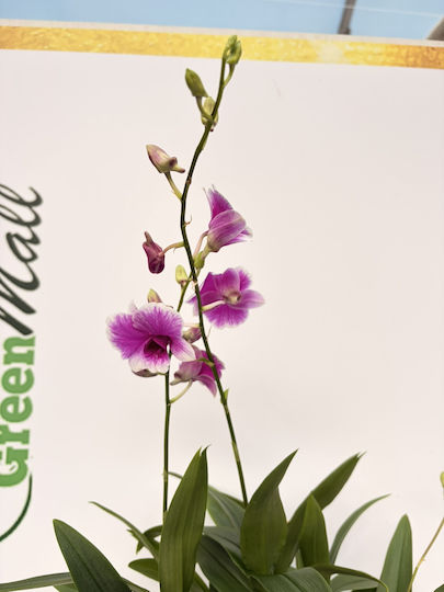 Dendrobium Sa-nook Purple White Magic 3 Stems Premium