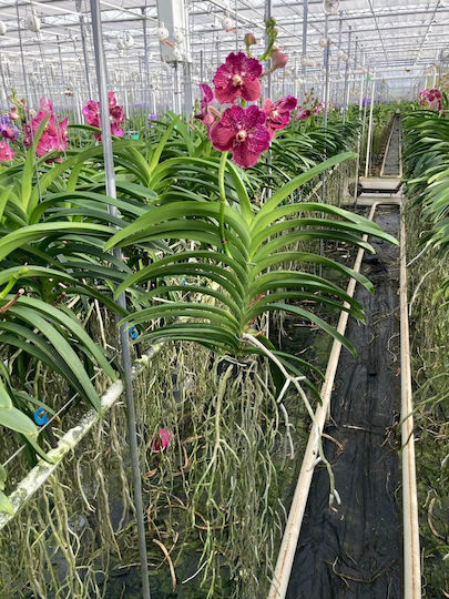 Vanda Fuchsia Red Xl
